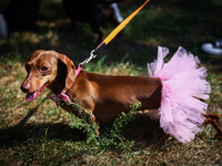 A dog attends the 26th Dachshund March in Krakow, Poland on September 8th, 2024. After a few years break an annual parade  returned to the c...