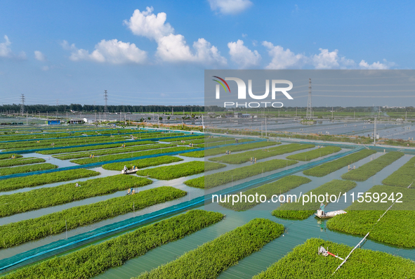 Workers put feed for crabs at a crab breeding base in Suqian, China, on September 8, 2024. 