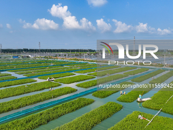 Workers put feed for crabs at a crab breeding base in Suqian, China, on September 8, 2024. (