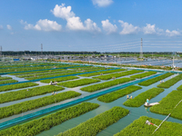 Workers put feed for crabs at a crab breeding base in Suqian, China, on September 8, 2024. (