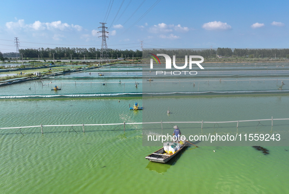 Workers put feed for crabs at a crab breeding base in Suqian, China, on September 8, 2024. 