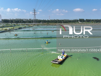 Workers put feed for crabs at a crab breeding base in Suqian, China, on September 8, 2024. (