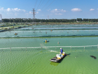 Workers put feed for crabs at a crab breeding base in Suqian, China, on September 8, 2024. (