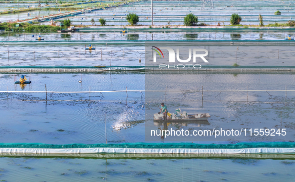 Workers put feed for crabs at a crab breeding base in Suqian, China, on September 8, 2024. 