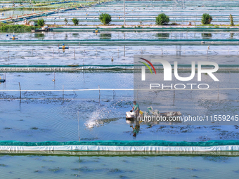 Workers put feed for crabs at a crab breeding base in Suqian, China, on September 8, 2024. (