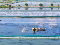 Workers put feed for crabs at a crab breeding base in Suqian, China, on September 8, 2024. (