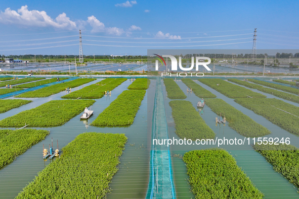 Workers put feed for crabs at a crab breeding base in Suqian, China, on September 8, 2024. 