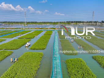 Workers put feed for crabs at a crab breeding base in Suqian, China, on September 8, 2024. (