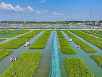 Workers put feed for crabs at a crab breeding base in Suqian, China, on September 8, 2024. (