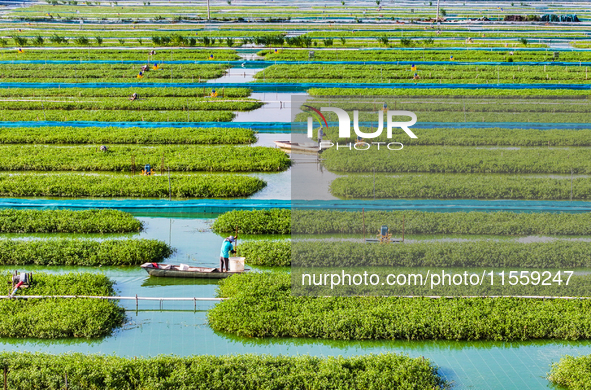 Workers put feed for crabs at a crab breeding base in Suqian, China, on September 8, 2024. 