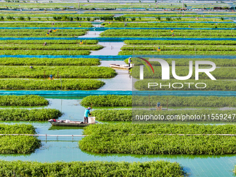 Workers put feed for crabs at a crab breeding base in Suqian, China, on September 8, 2024. (