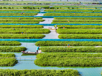 Workers put feed for crabs at a crab breeding base in Suqian, China, on September 8, 2024. (