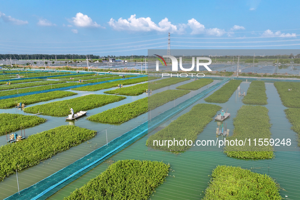 Workers put feed for crabs at a crab breeding base in Suqian, China, on September 8, 2024. 