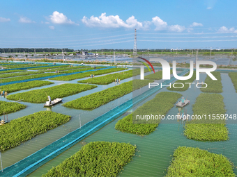 Workers put feed for crabs at a crab breeding base in Suqian, China, on September 8, 2024. (