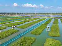 Workers put feed for crabs at a crab breeding base in Suqian, China, on September 8, 2024. (