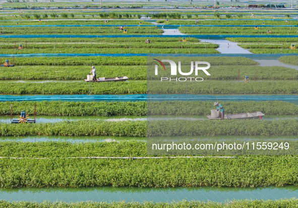 Workers put feed for crabs at a crab breeding base in Suqian, China, on September 8, 2024. 