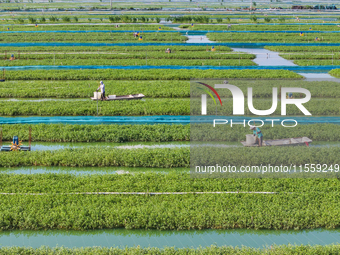 Workers put feed for crabs at a crab breeding base in Suqian, China, on September 8, 2024. (