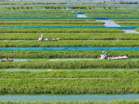 Workers put feed for crabs at a crab breeding base in Suqian, China, on September 8, 2024. (