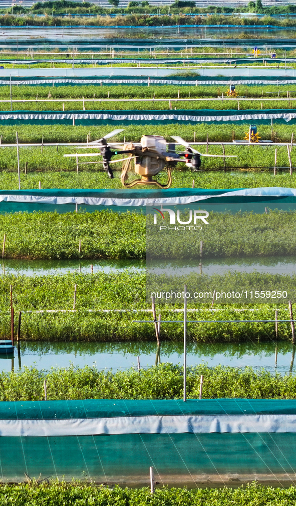 A worker uses a drone to deliver feed for crabs at a crab breeding base in Suqian, China, on September 8, 2024. 