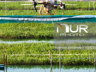 A worker uses a drone to deliver feed for crabs at a crab breeding base in Suqian, China, on September 8, 2024. (