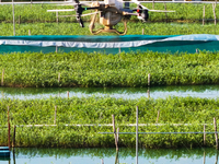 A worker uses a drone to deliver feed for crabs at a crab breeding base in Suqian, China, on September 8, 2024. (