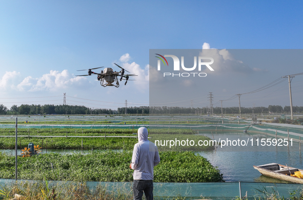 A worker uses a drone to deliver feed for crabs at a crab breeding base in Suqian, China, on September 8, 2024. 