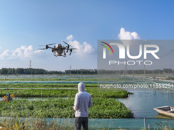 A worker uses a drone to deliver feed for crabs at a crab breeding base in Suqian, China, on September 8, 2024. (