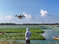 A worker uses a drone to deliver feed for crabs at a crab breeding base in Suqian, China, on September 8, 2024. (