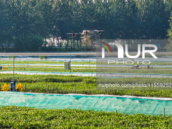 A worker uses a drone to deliver feed for crabs at a crab breeding base in Suqian, China, on September 8, 2024. (