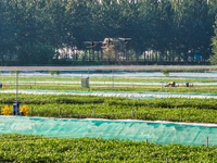 A worker uses a drone to deliver feed for crabs at a crab breeding base in Suqian, China, on September 8, 2024. (