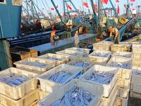 People buy seafood caught at Jimiya fishing port in Qingdao, Shandong province, China, on September 9, 2024. (