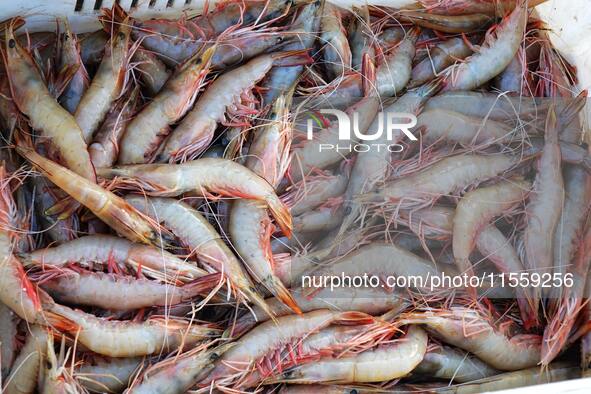 People buy seafood caught at Jimiya fishing port in Qingdao, Shandong province, China, on September 9, 2024. 