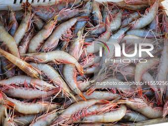 People buy seafood caught at Jimiya fishing port in Qingdao, Shandong province, China, on September 9, 2024. (