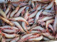 People buy seafood caught at Jimiya fishing port in Qingdao, Shandong province, China, on September 9, 2024. (