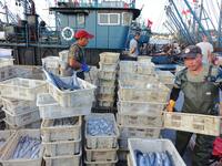 People buy seafood caught at Jimiya fishing port in Qingdao, Shandong province, China, on September 9, 2024. (