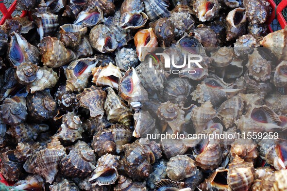 People buy seafood caught at Jimiya fishing port in Qingdao, Shandong province, China, on September 9, 2024. 