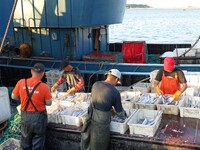 People buy seafood caught at Jimiya fishing port in Qingdao, Shandong province, China, on September 9, 2024. (