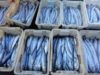 People buy seafood caught at Jimiya fishing port in Qingdao, Shandong province, China, on September 9, 2024. (