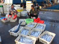 People buy seafood caught at Jimiya fishing port in Qingdao, Shandong province, China, on September 9, 2024. (