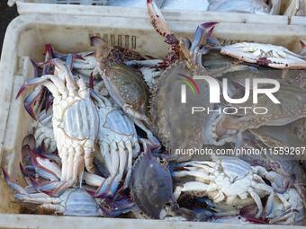 People buy seafood caught at Jimiya fishing port in Qingdao, Shandong province, China, on September 9, 2024. (