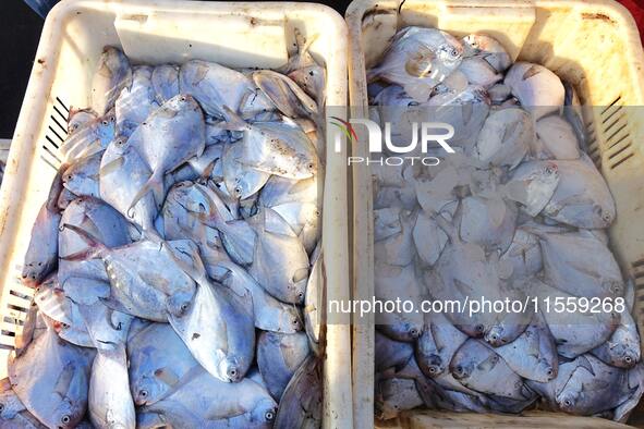 People buy seafood caught at Jimiya fishing port in Qingdao, Shandong province, China, on September 9, 2024. 