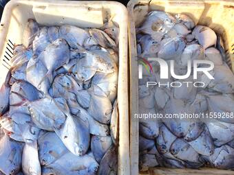 People buy seafood caught at Jimiya fishing port in Qingdao, Shandong province, China, on September 9, 2024. (