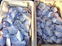 People buy seafood caught at Jimiya fishing port in Qingdao, Shandong province, China, on September 9, 2024. (