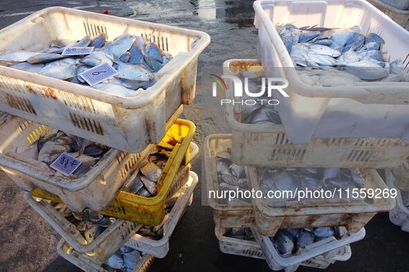 People buy seafood caught at Jimiya fishing port in Qingdao, Shandong province, China, on September 9, 2024. 