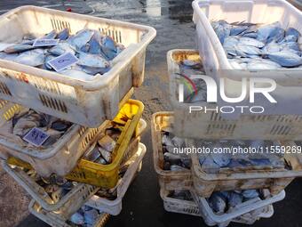 People buy seafood caught at Jimiya fishing port in Qingdao, Shandong province, China, on September 9, 2024. (