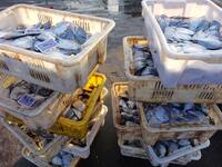 People buy seafood caught at Jimiya fishing port in Qingdao, Shandong province, China, on September 9, 2024. (