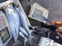 People buy seafood caught at Jimiya fishing port in Qingdao, Shandong province, China, on September 9, 2024. (