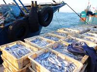 People buy seafood caught at Jimiya fishing port in Qingdao, Shandong province, China, on September 9, 2024. (