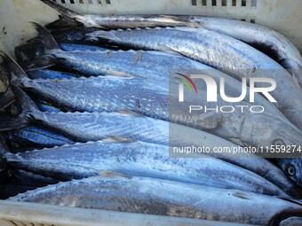 People buy seafood caught at Jimiya fishing port in Qingdao, Shandong province, China, on September 9, 2024. (