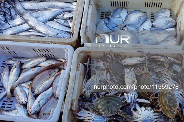 People buy seafood caught at Jimiya fishing port in Qingdao, Shandong province, China, on September 9, 2024. 